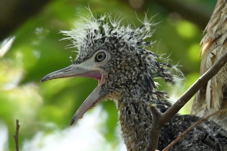 Malayan Night Heron (Gorsachius melanolophus), Taipei, Taiwan.